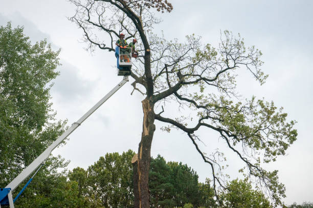 Best Tree Risk Assessment  in Powell, AL